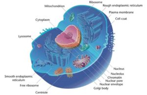 cellebiologien