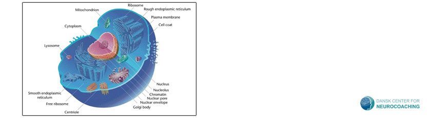 cellebiologien